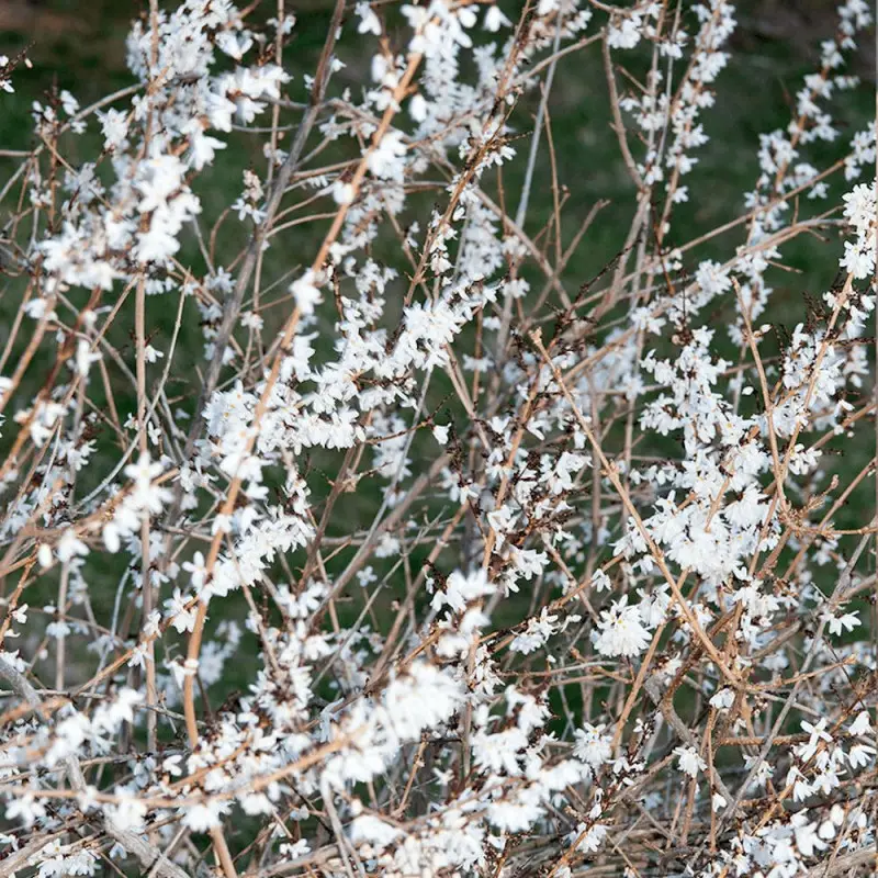 Forsythia blanc de Corée, Abeliophyllum à fleurs Blanche