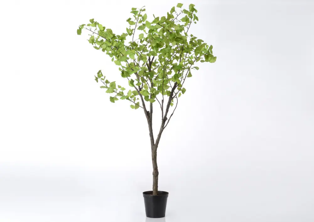 Ginko royal 235 cm