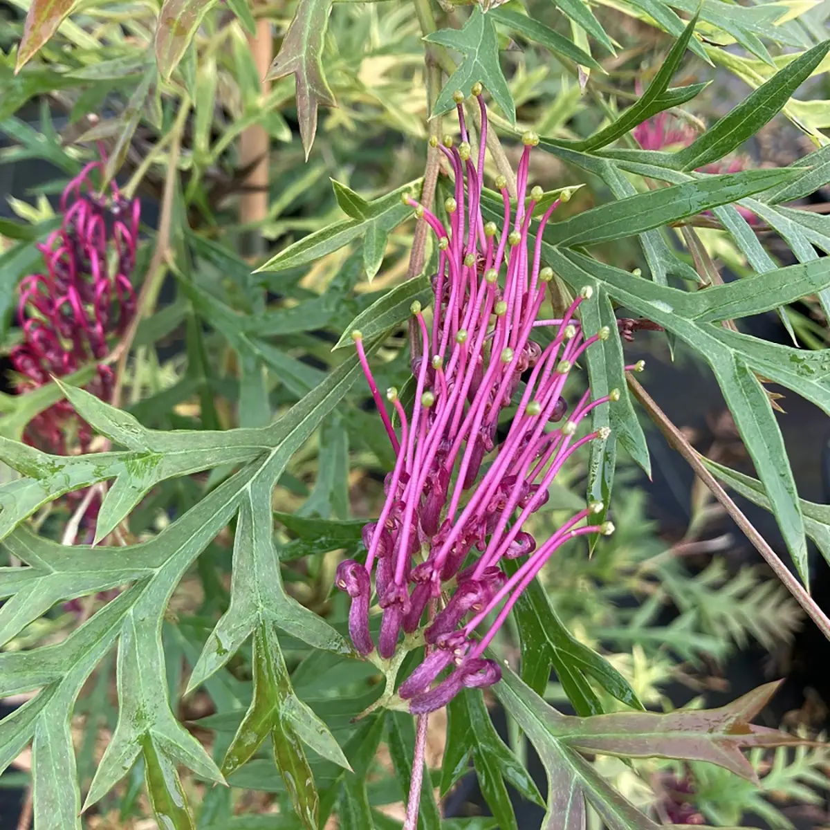 Grevillea Bronze Rambler Pot de 4L/5L