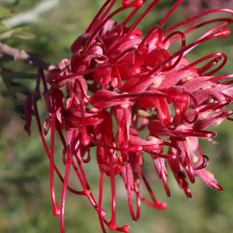 Grevillea Canberra Gem, Grevillea à fleurs Rose
