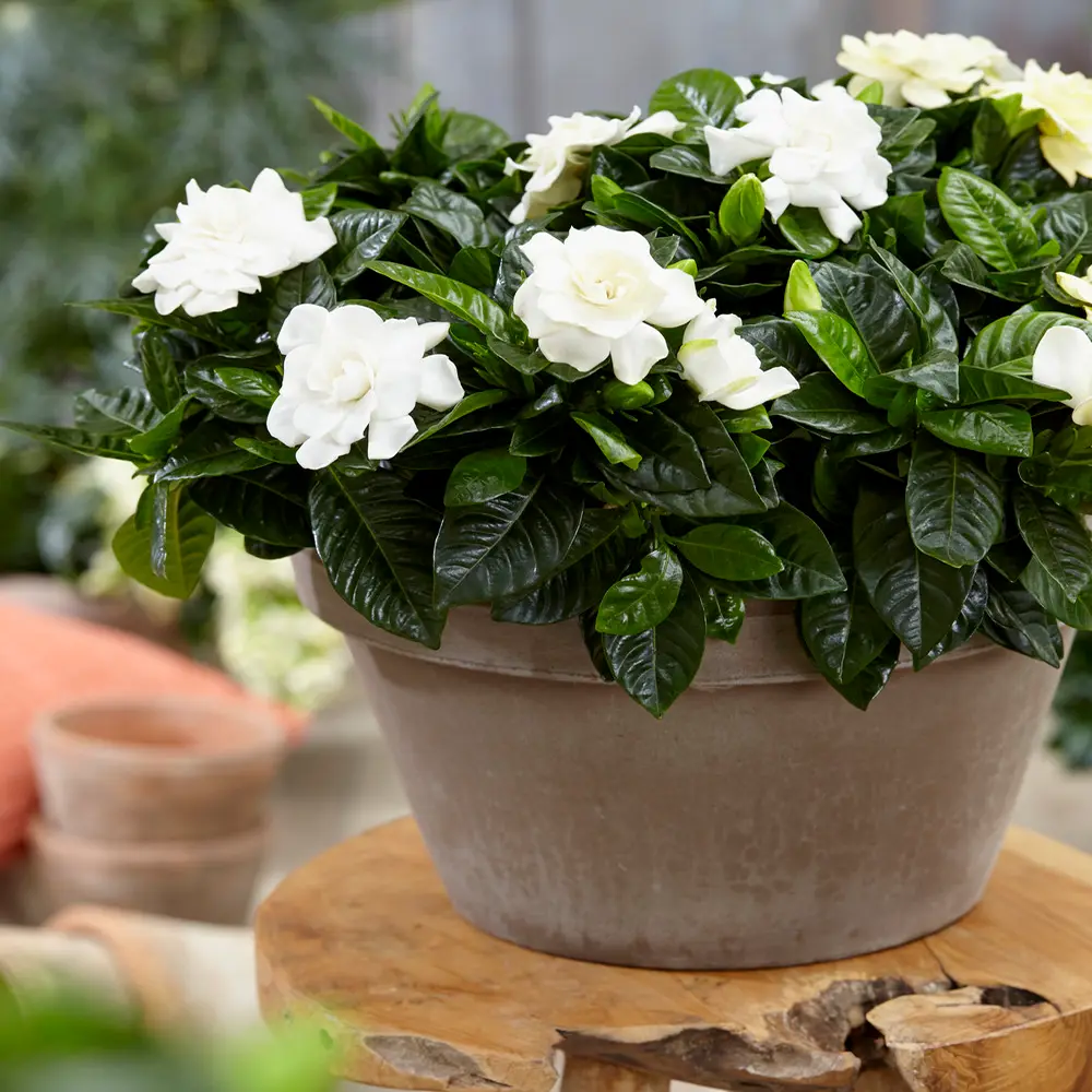 Gardenia Jasminoides Jasmin Du Cap Plante D’Intérieur Odorante Fournie Dans Pot 12 Cm