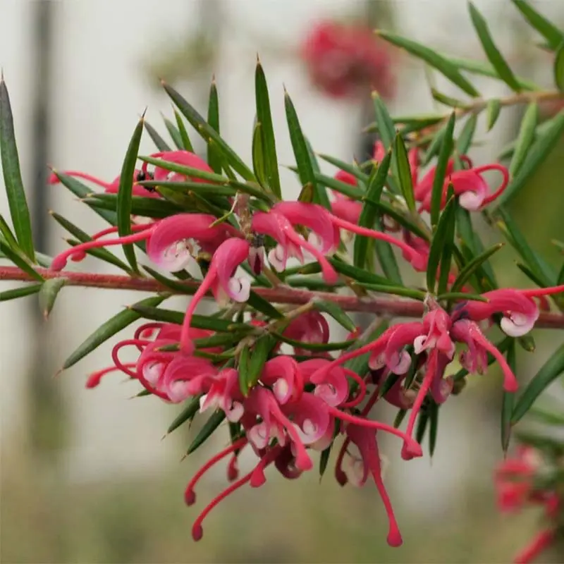 Grevillea gracilis Clearview David Pot de 2L/3L, Buisson, Touffe